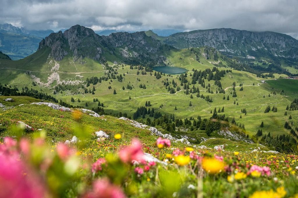 A picturesque view of Diemtigtal Nature Park in Switzerland, featuring vibrant wildflowers in the foreground, rolling green hills, and distant mountains under a cloudy sky.