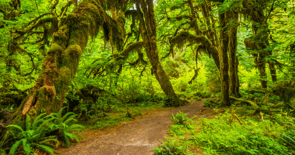 Lush greenery of Hoh Rain Forest in Washington, featuring moss-covered trees and a winding path through the vibrant undergrowth.