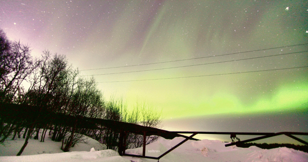 Green Northern Lights shimmering in the sky over Murmansk, Russia, with silhouetted trees and a structure in the foreground.